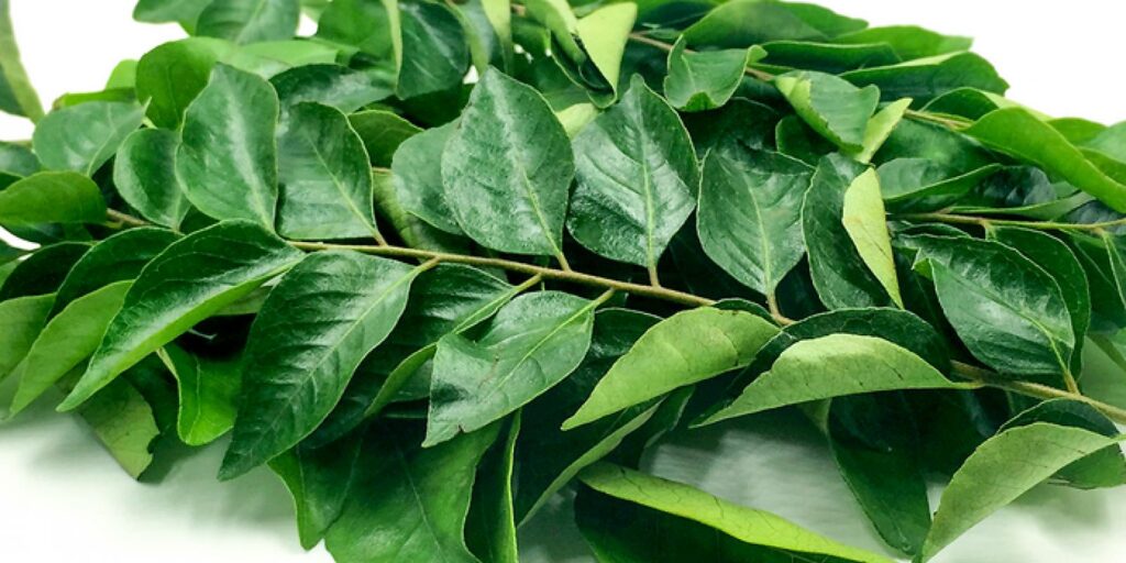 कढ़ीपत्ता ( Karee Patta) - Curry Leaf (करी लीफ)