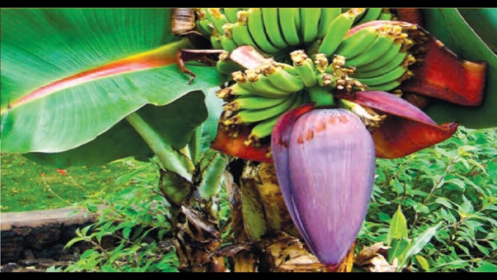 केले का फूल (Kele Ka Phool) - Raw Banana Flower (रॉ बनाना फ्लावर)